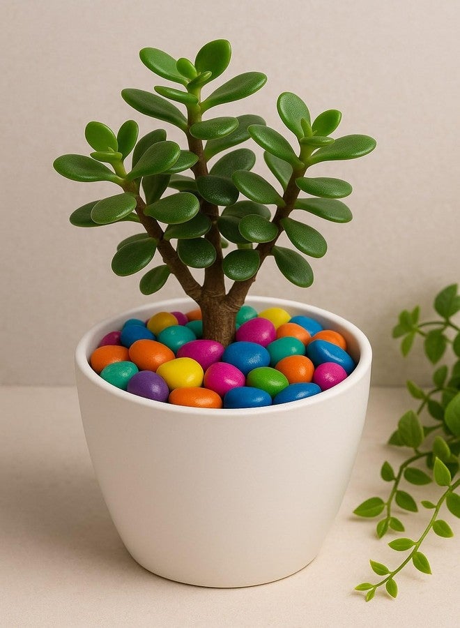 STONE HUB Multicolor Pebble Stones for Decoration, Plants Pots, Fish Tank Aquarium, Table, Vase Fillers, Home Decor 1 Kg (1 Kg) - Image 3